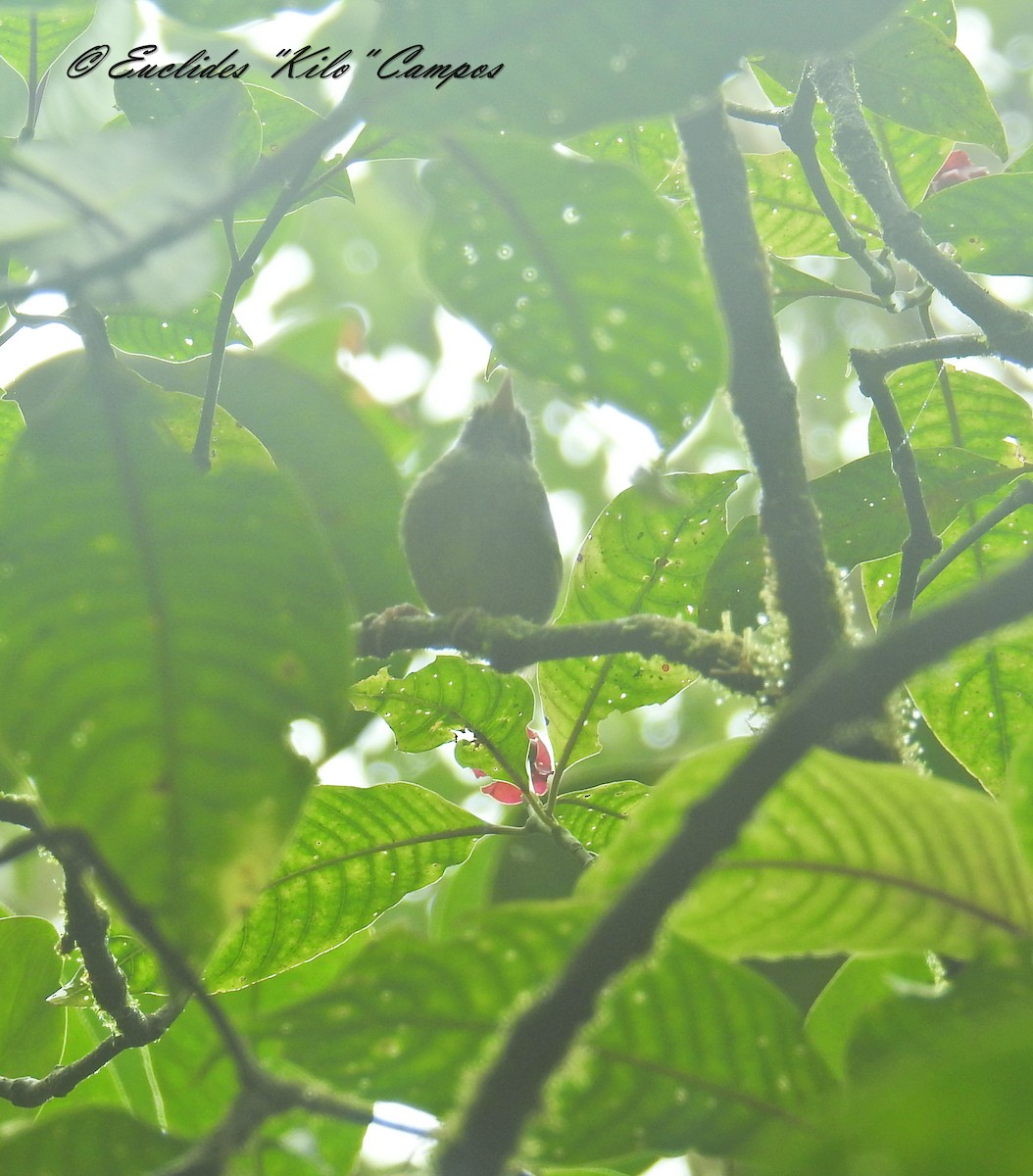 Pirre Warbler - ML638312943