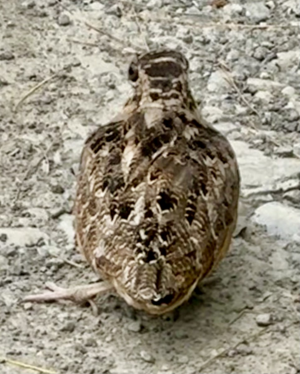 American Woodcock - ML638312952