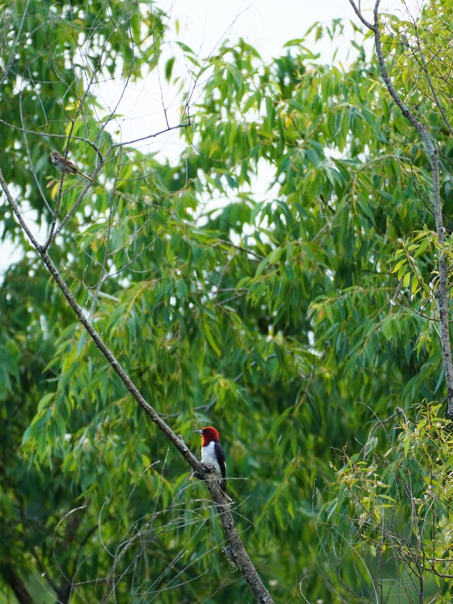 Red-headed Woodpecker - ML638312964