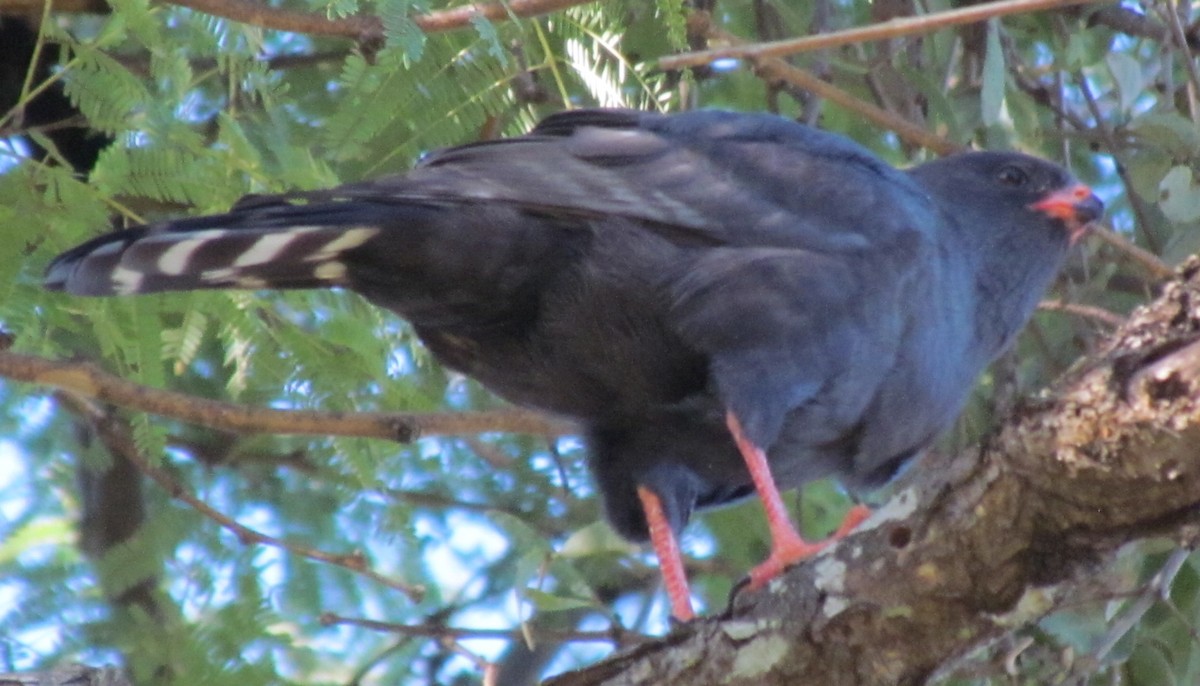 Gabar Goshawk - ML638312975