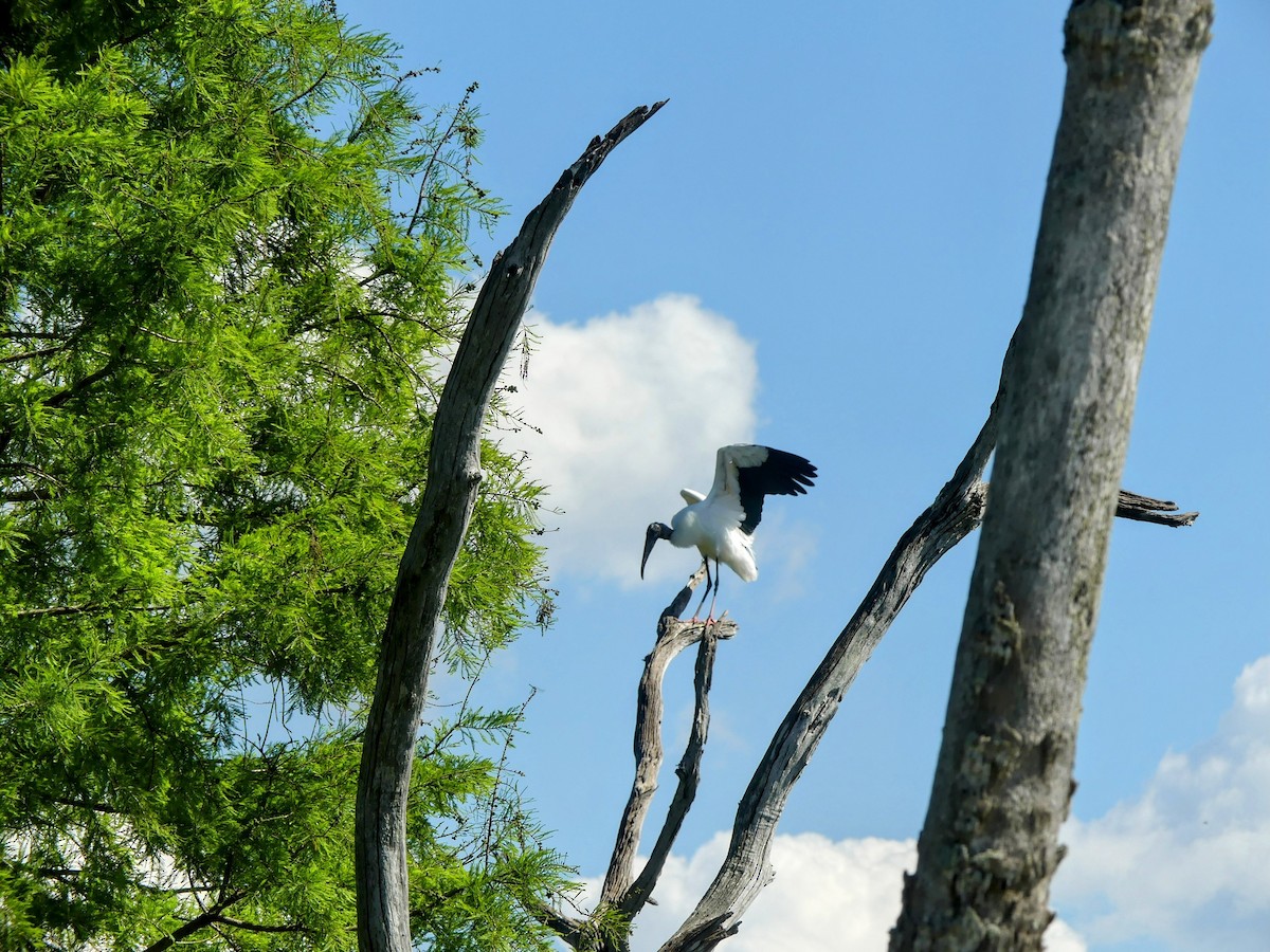 Wood Stork - ML638313002