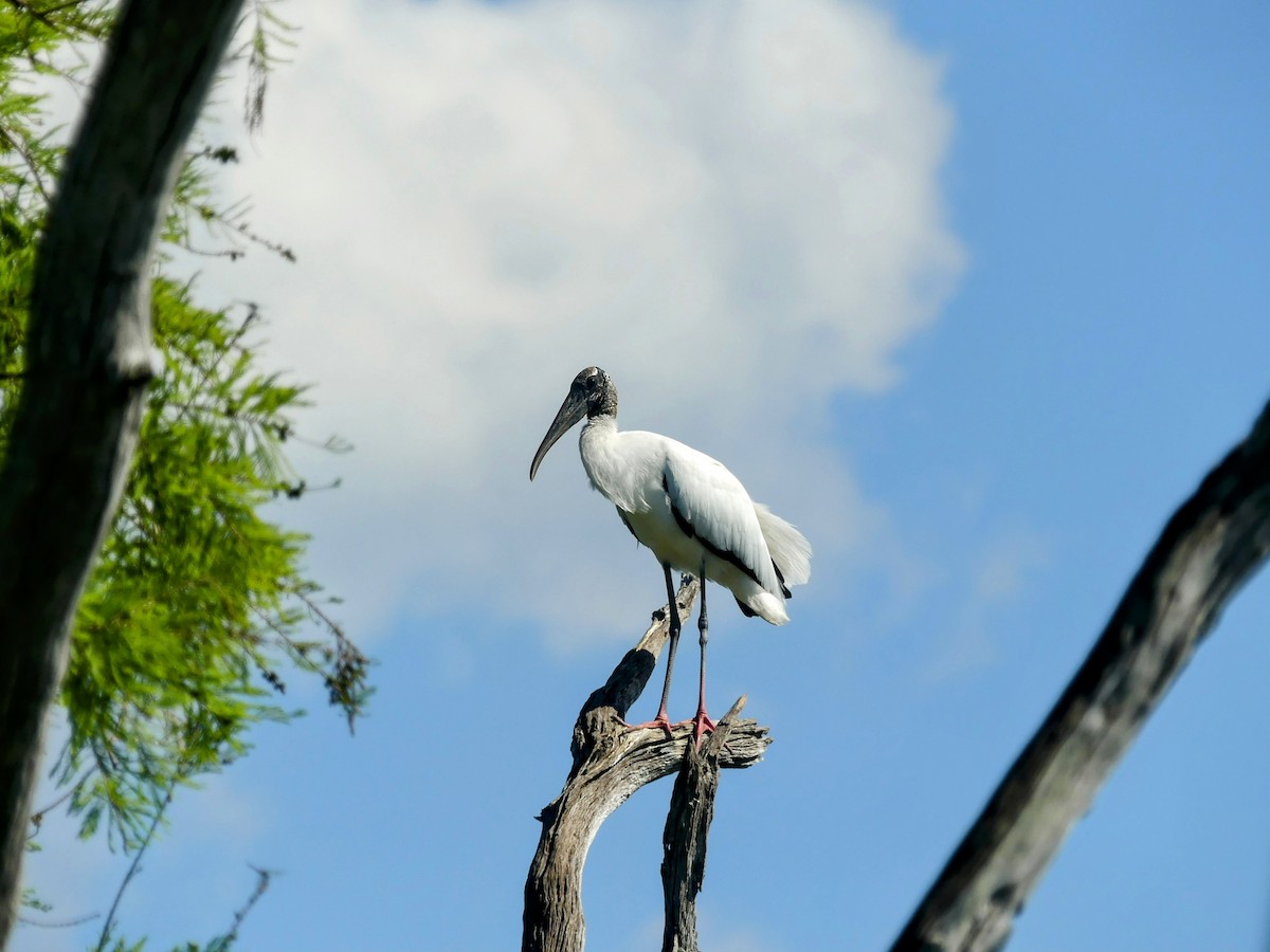 Wood Stork - ML638313003