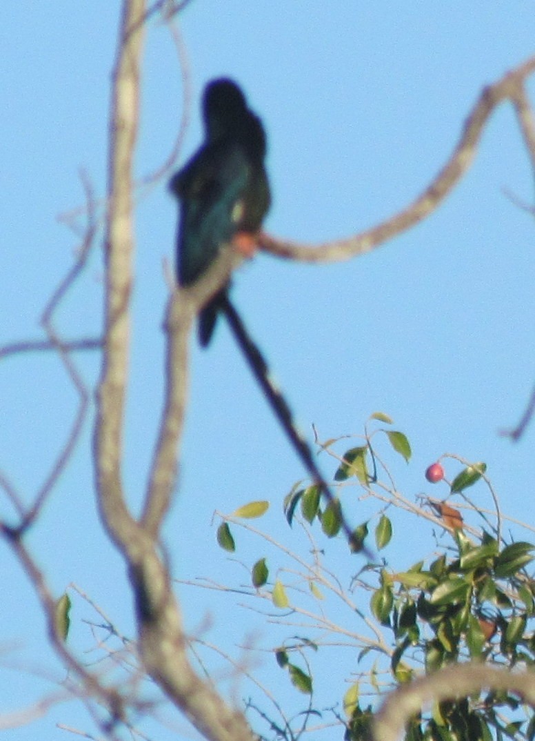 Green Woodhoopoe - ML638313010
