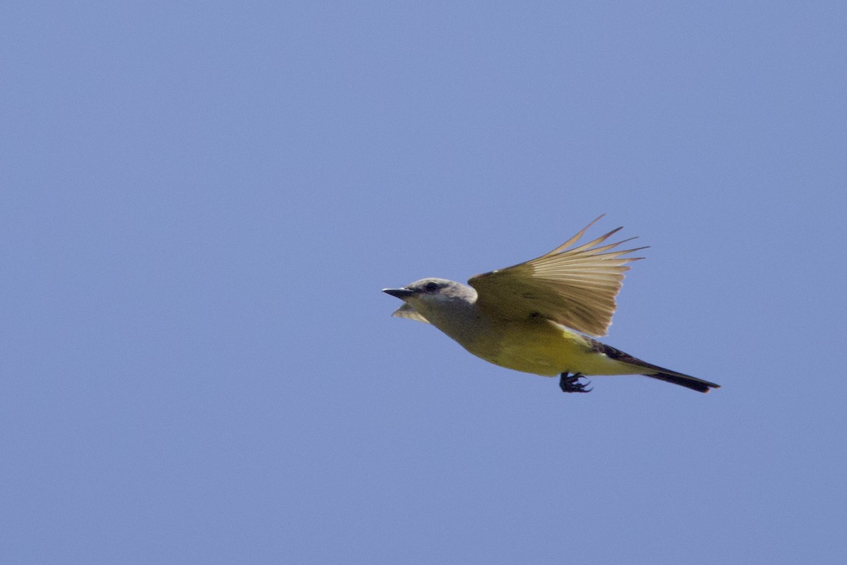 Western Kingbird - ML638313013