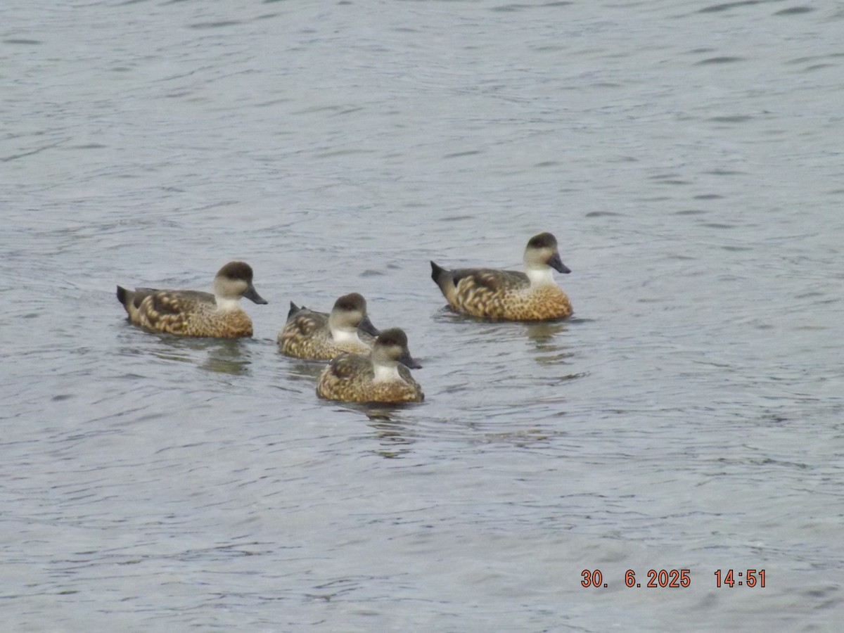 Crested Duck - ML638313015