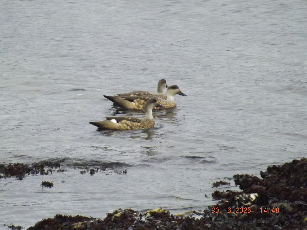 Crested Duck - ML638313016