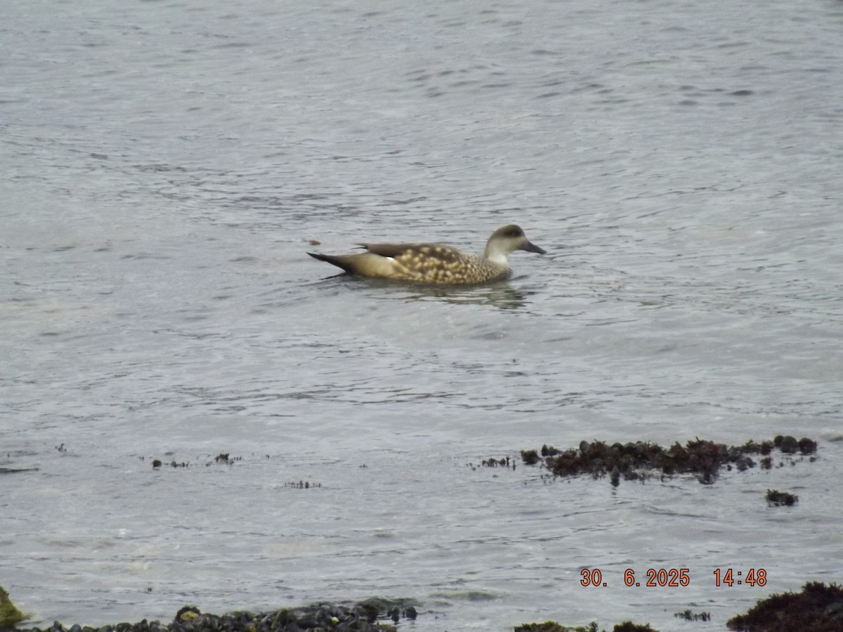 Crested Duck - ML638313017