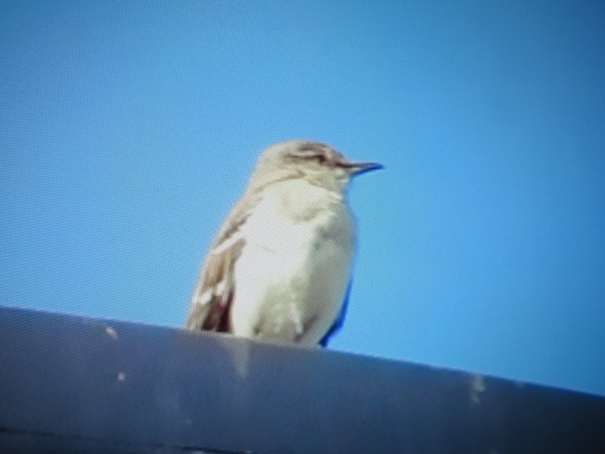 Northern Mockingbird - ML638313022