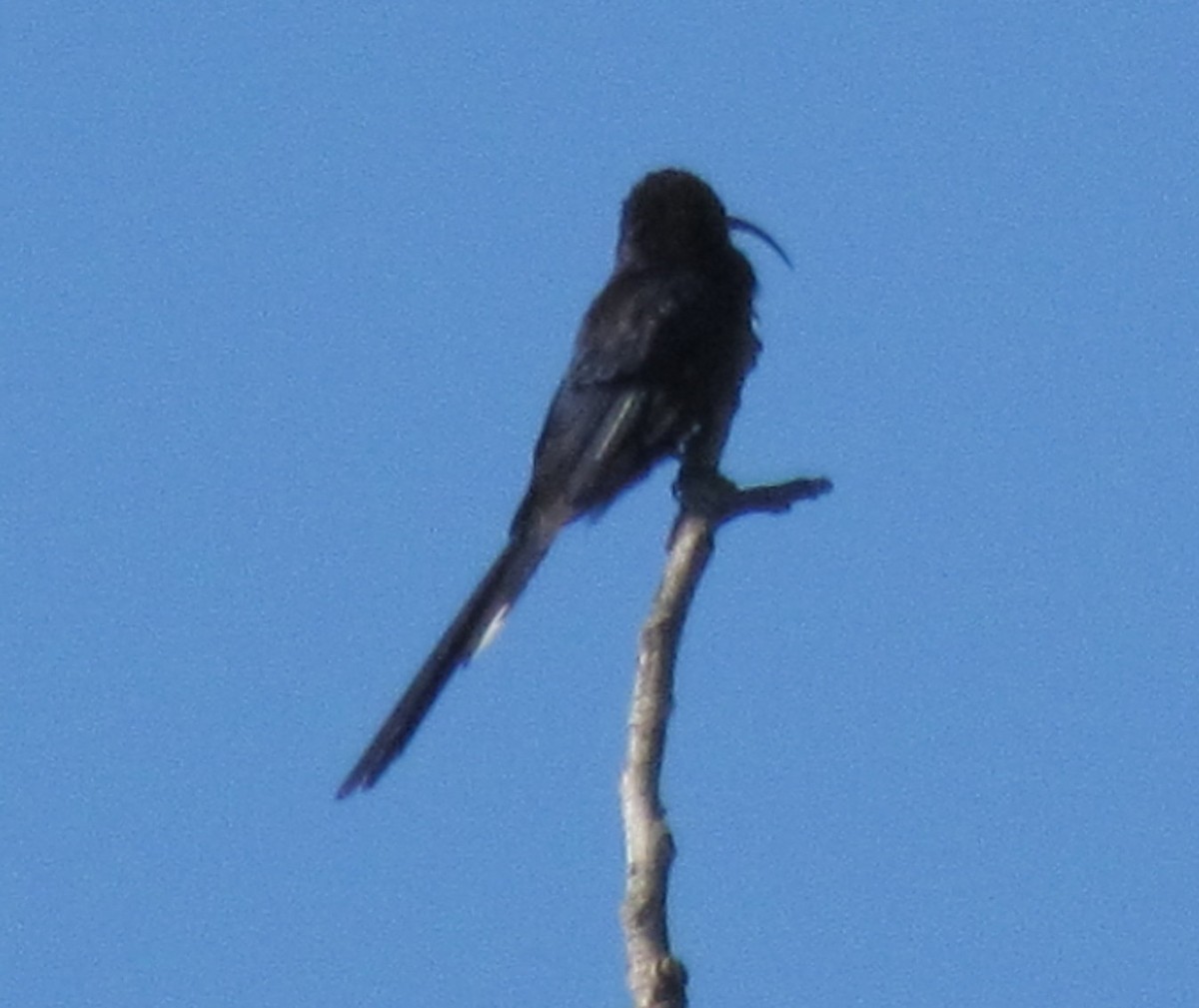 Common Scimitarbill - ML638313027