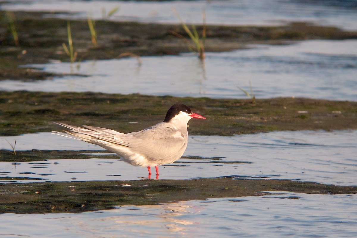 Крячок полярний - ML638313033
