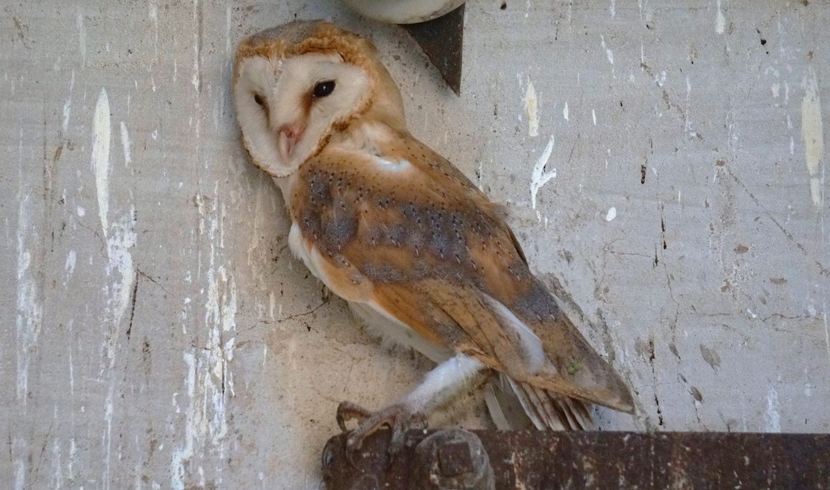 Western Barn Owl - ML638313047