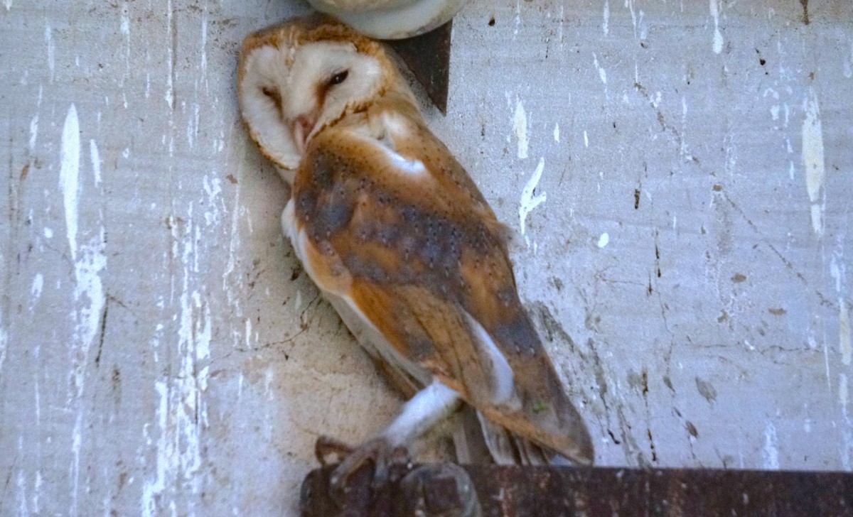 Western Barn Owl - ML638313048