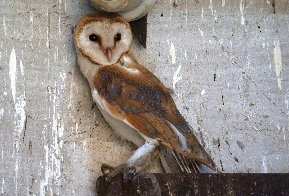 Western Barn Owl - ML638313051
