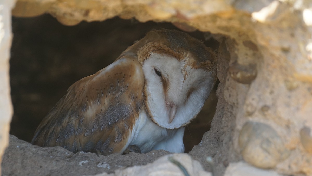 Western Barn Owl - ML638313052