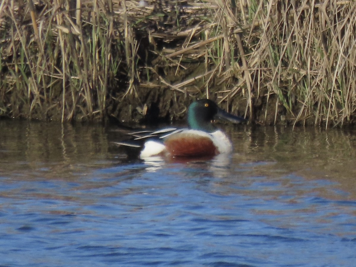 Northern Shoveler - ML638313085