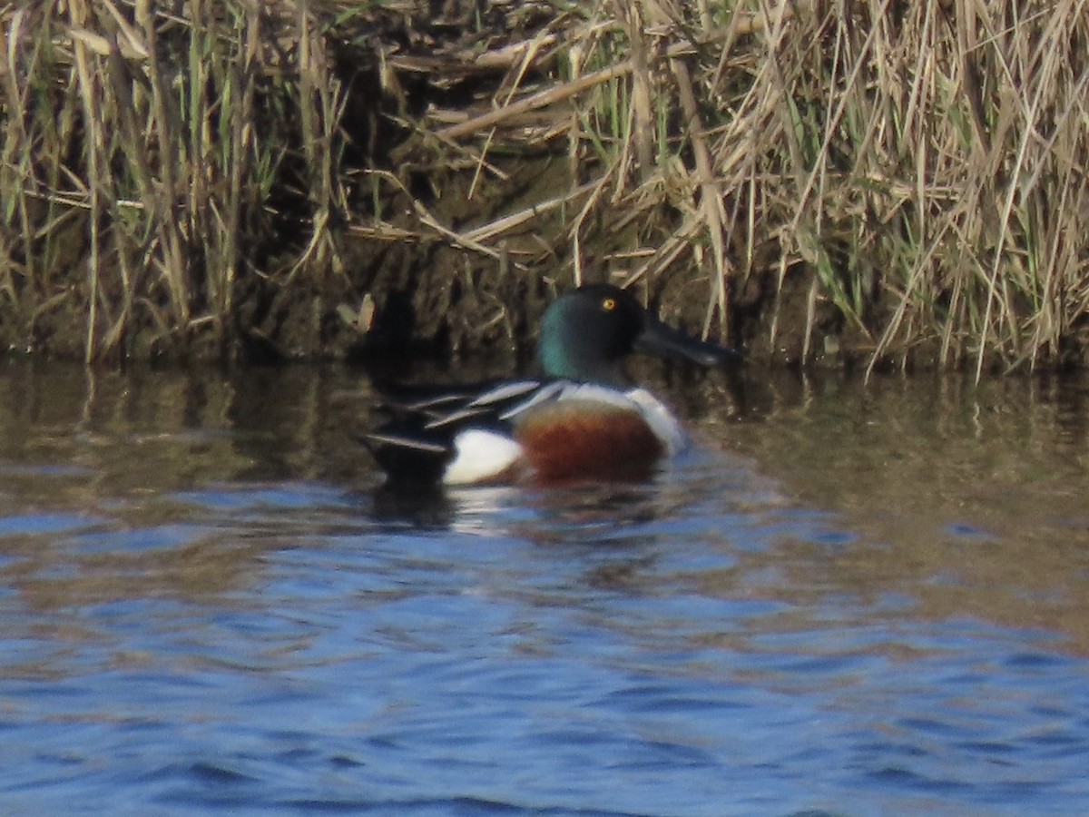 Northern Shoveler - ML638313087