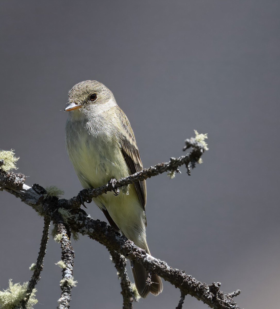 Willow Flycatcher - ML638313088