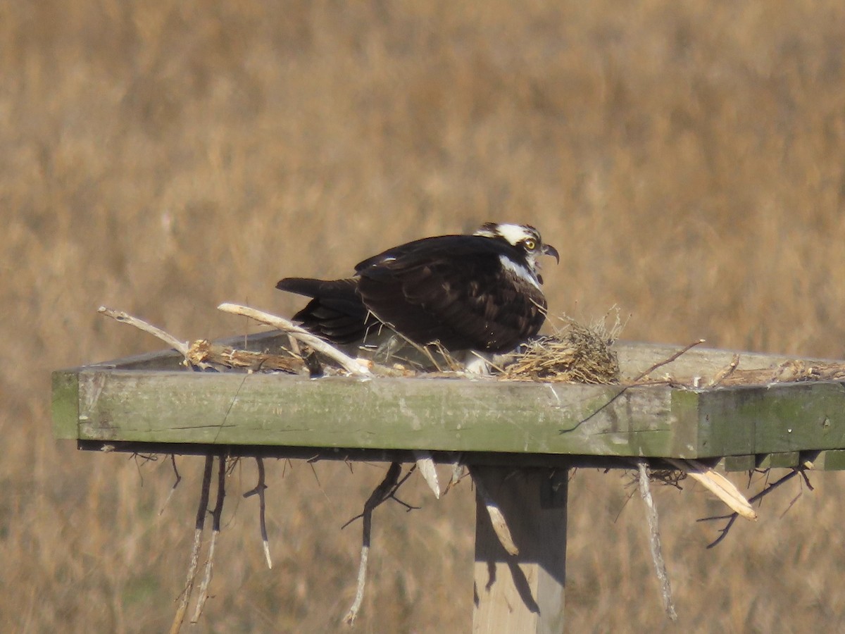 Osprey (American) - ML638313089