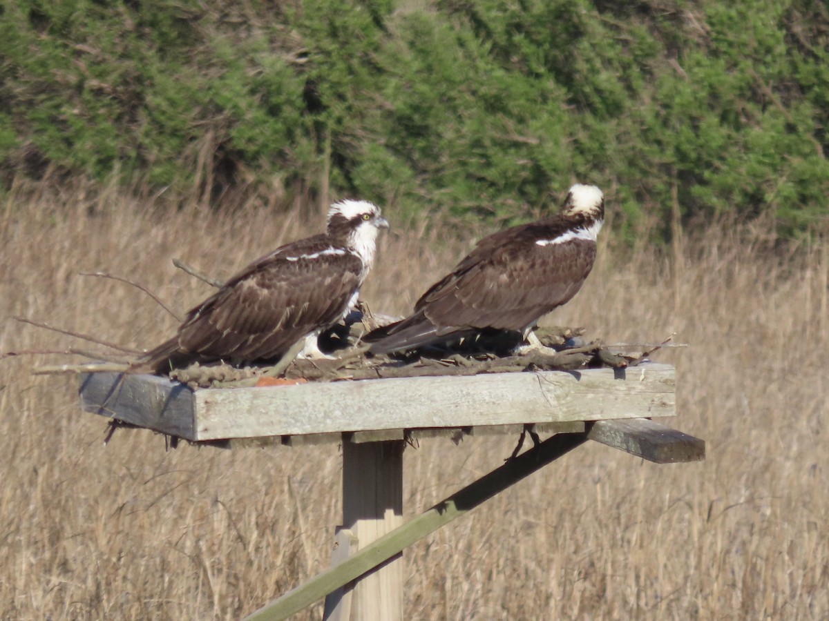 Osprey (American) - ML638313091