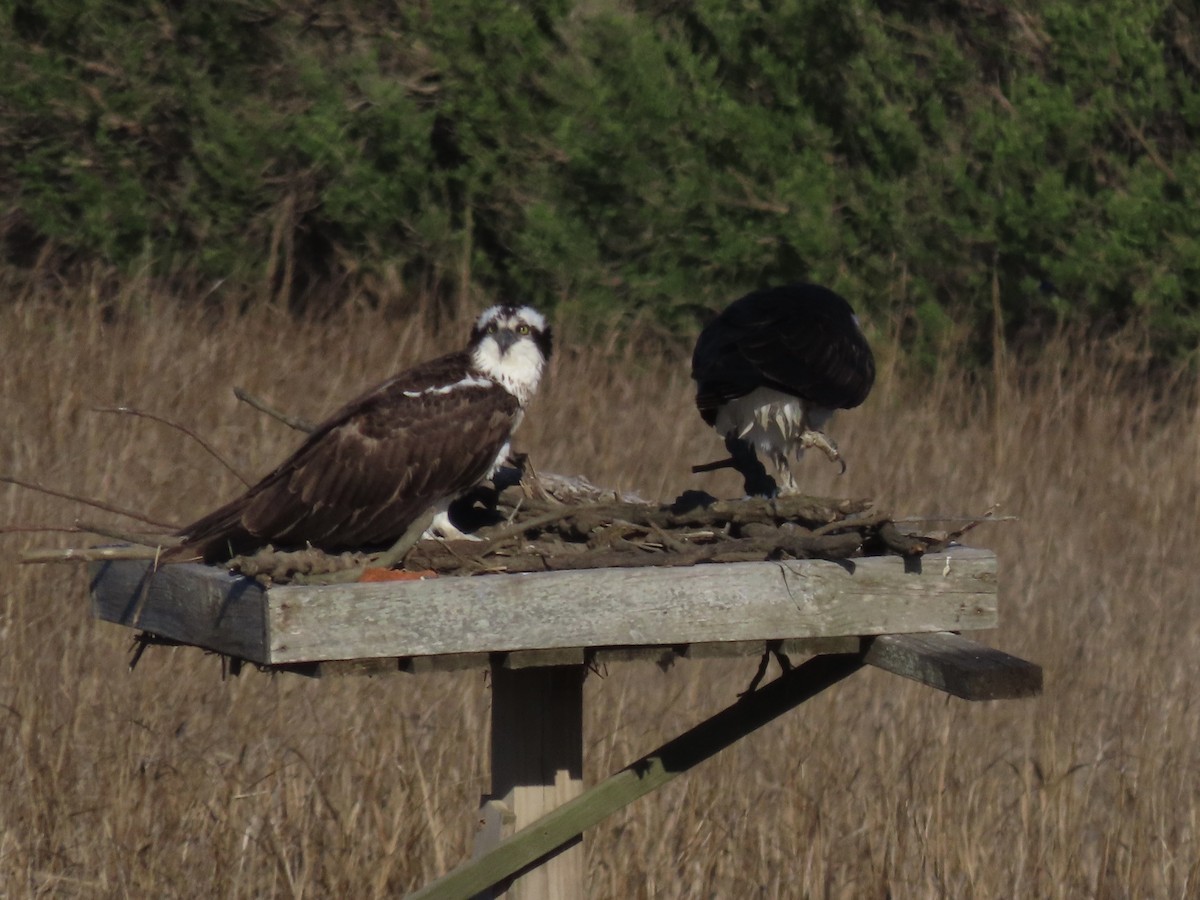 Osprey (American) - ML638313093