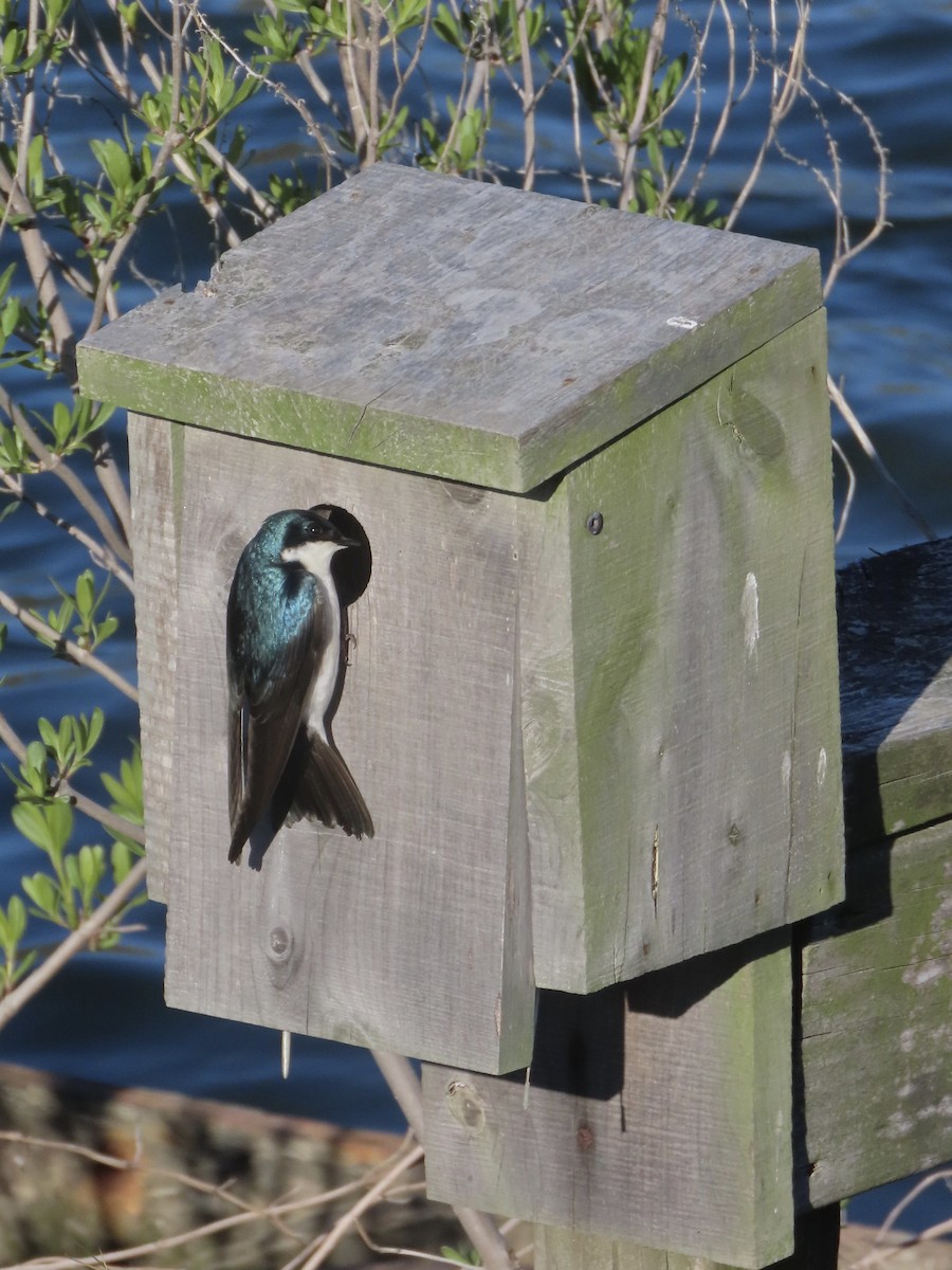 Tree Swallow - ML638313096