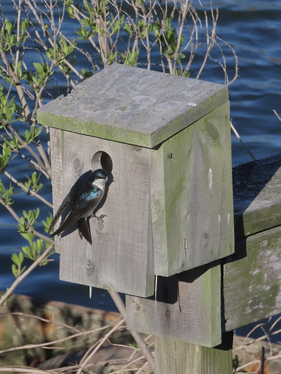 Tree Swallow - ML638313097