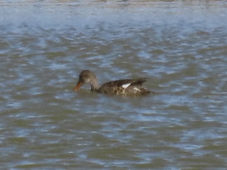 Gadwall (Common) - ML638313107