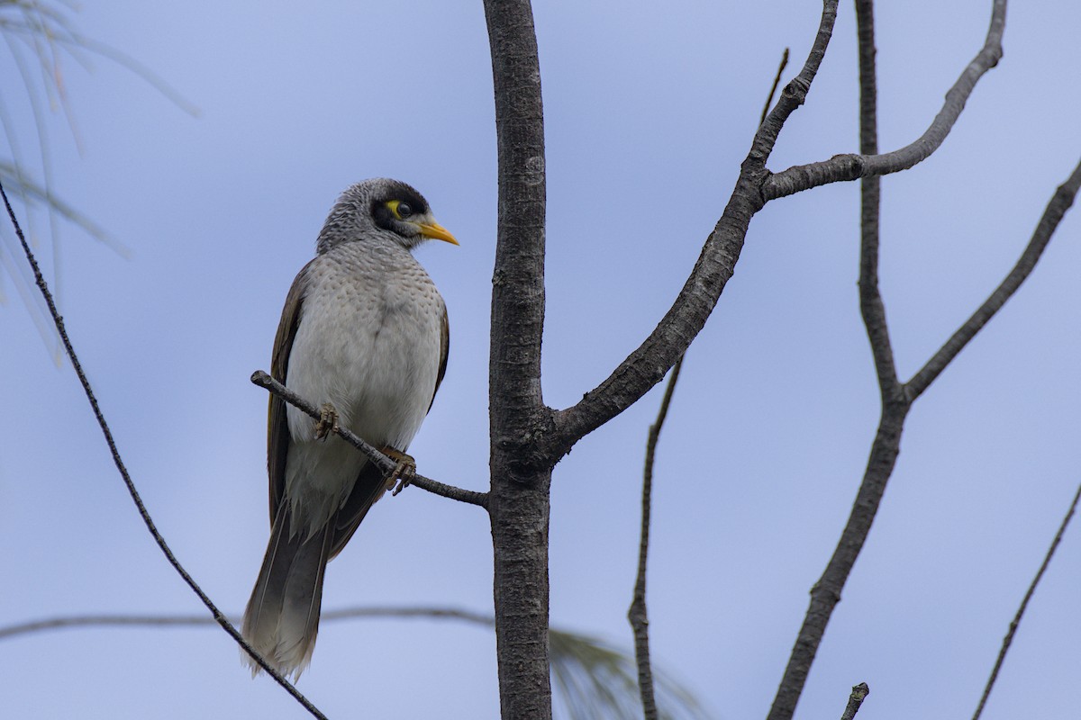 Noisy Miner - ML638313108