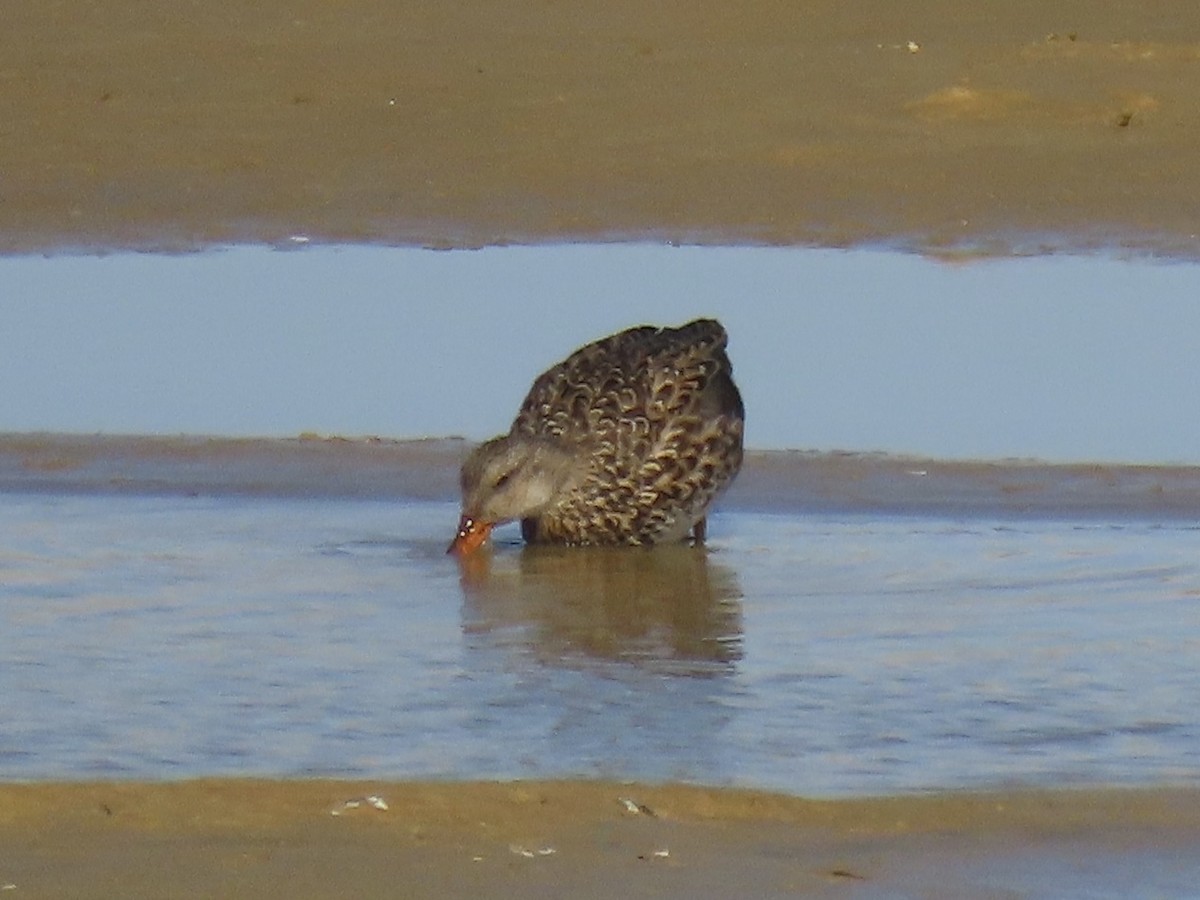 Gadwall (Common) - ML638313110