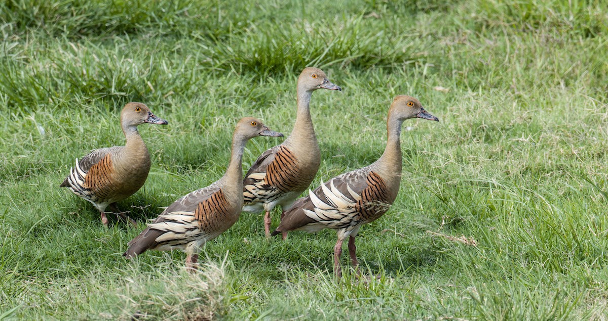 Plumed Whistling-Duck - ML638313111