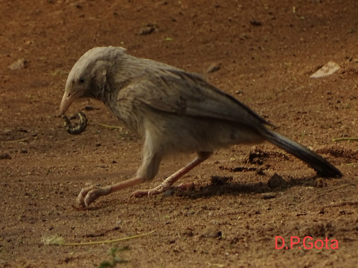 Yellow-billed Babbler - ML638313113