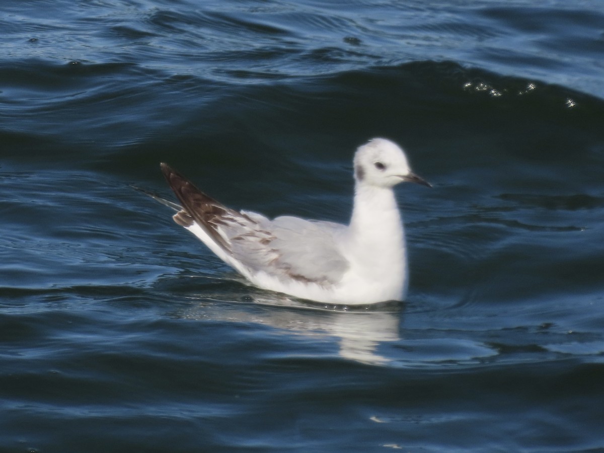Bonaparte's Gull - ML638313117