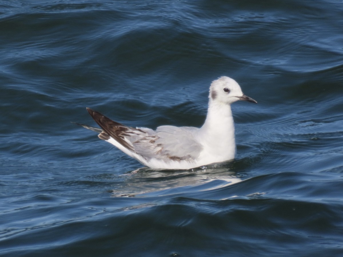 Bonaparte's Gull - ML638313118