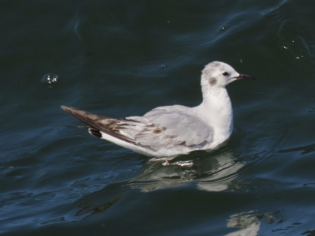 Bonaparte's Gull - ML638313119