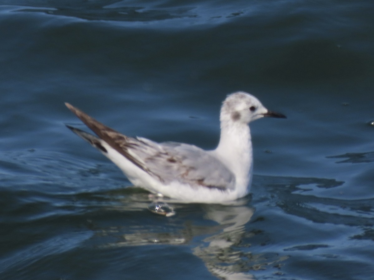 Bonaparte's Gull - ML638313121
