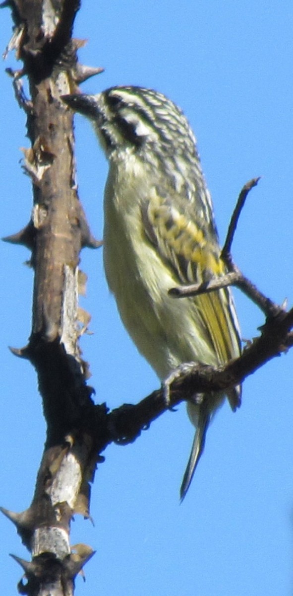 Yellow-fronted Tinkerbird - ML638313122