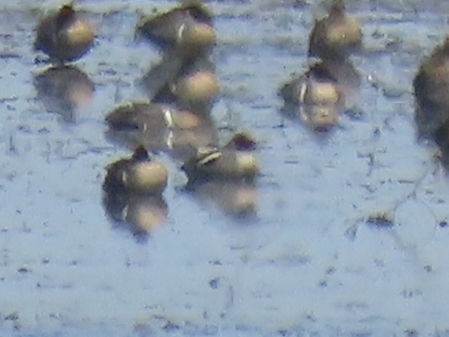 Green-winged Teal (Eurasian) - ML638313125