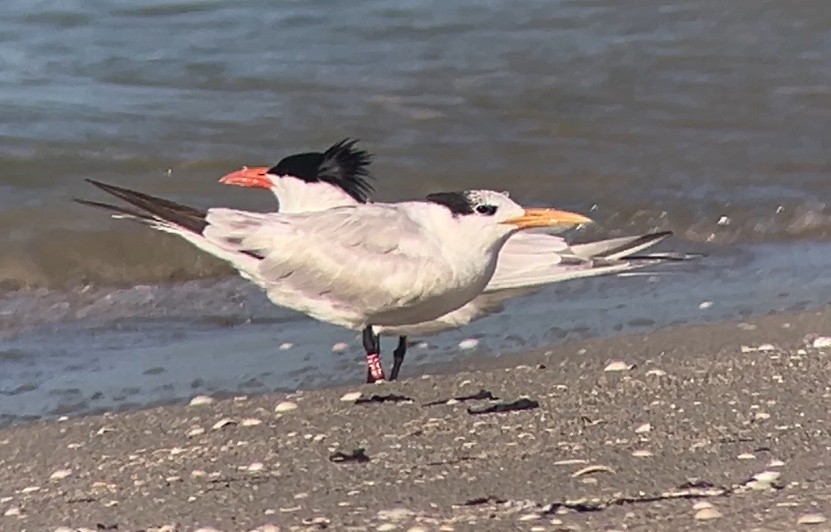 Royal Tern - ML638313126
