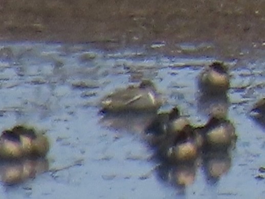 Green-winged Teal (Eurasian x American) - ML638313132
