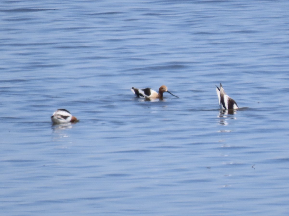 American Avocet - ML638313136