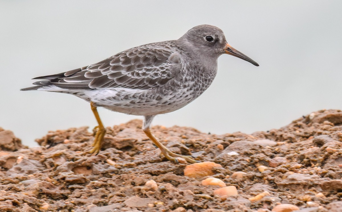 Purple Sandpiper - ML638313139