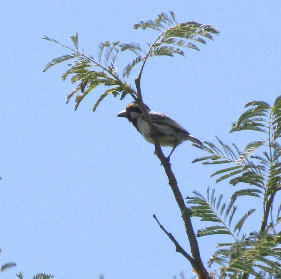 Pied Barbet - ML638313142