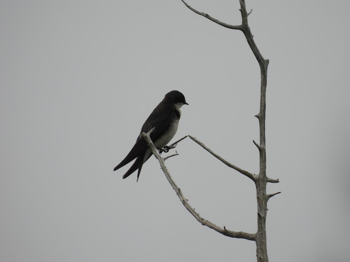 Tree Swallow - ML638313143