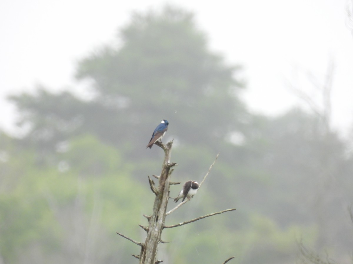 Tree Swallow - ML638313144