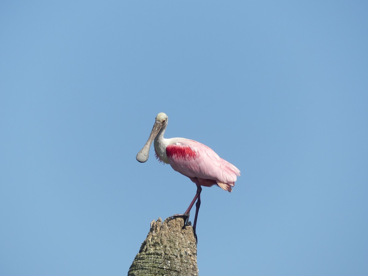 Roseate Spoonbill - ML638313146