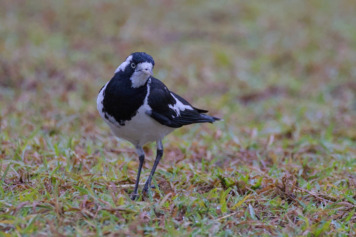Magpie-lark - ML638313158
