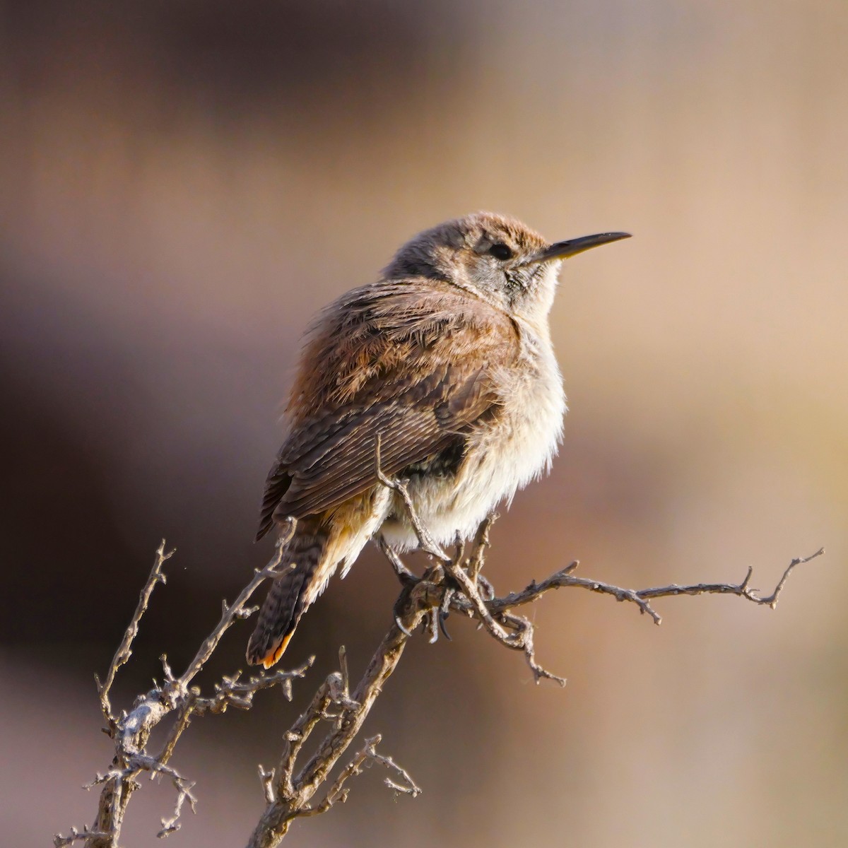 Rock Wren - ML638313160