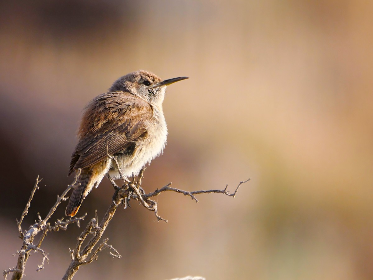 Rock Wren - ML638313161