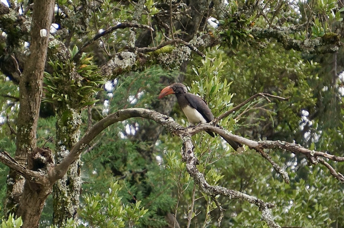 Crowned Hornbill - ML638313166