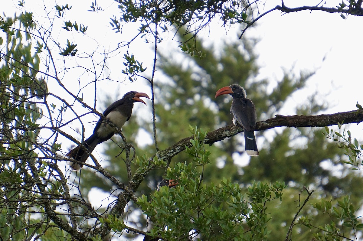 Crowned Hornbill - ML638313167
